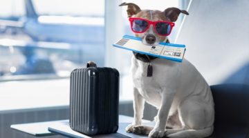 Pet Friendly Travel Plan