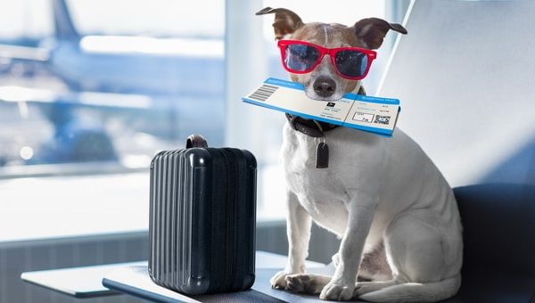 Pet Friendly Travel Plan